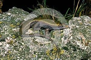 OCELLATED SKINK chalcides ocellatus, ADULT STANDING ON ROCK
