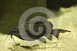 The ocellated synodontis Synodontis ocellifer.