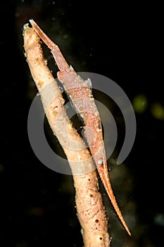 ocellated tozeuma shrimp