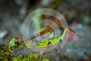 Ocellated tozeuma shrimp Tozeuma lanceolatum