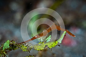 Ocellated tozeuma shrimp Tozeuma lanceolatum