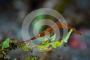 Ocellated tozeuma shrimp Tozeuma lanceolatum