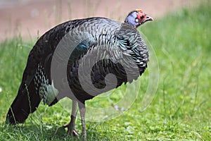 Ocellated turkey