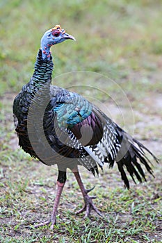 Ocellated Turkey
