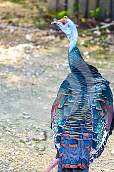 Ocellated turkey bird chicken in tropical nature in Coba Mexico