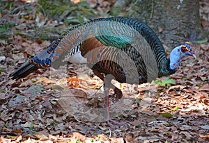 The ocellated turkey Meleagris ocellata