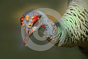 Ocellated turkey, Meleagris ocellata, rare bizar bird, Tikal National Park, Gutemala. Wild turkey, ruins forest in South America. photo