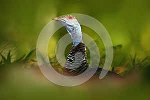 Ocellated turkey, Meleagris ocellata, rare bizar bird, Tikal National Park, Gutemala. Wild turkey, ruins forest in South America.