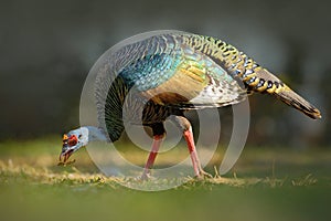 Ocellated turkey, Meleagris ocellata, rare bizar bird, Tikal National Park, Gutemala. Wild turkey, ruins forest in South America. photo