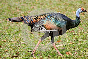 Ocellated Turkey Trot photo