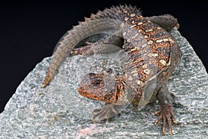 Ocellated Uromastyx