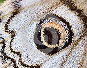 Ocellus of Saturnia pavonia, the small emperor moth