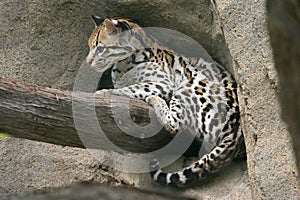 Ocelot