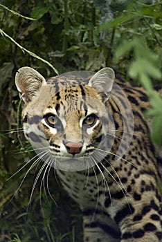 Ocelot photo