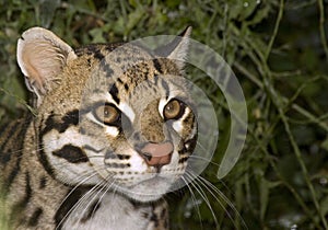 Ocelot