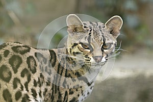 Ocelot