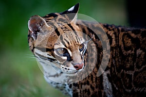 Ocelot