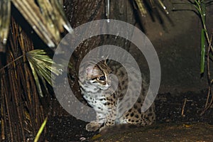 Ocelot
