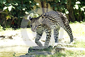 Ocelot