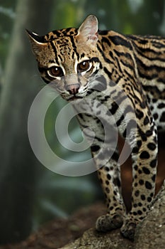 Ocelot