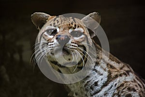 Ocelot on a branch Exhibited in the zoo photo
