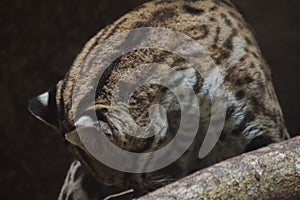 Ocelot on a branch Exhibited in the zoo photo