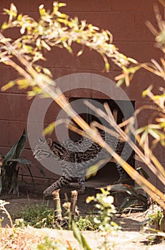 Ocelot cat Leopardus pardalis