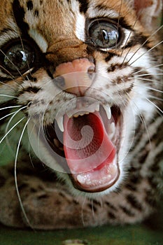 The ocelot or dwarf leopard (Leopardus pardalis)