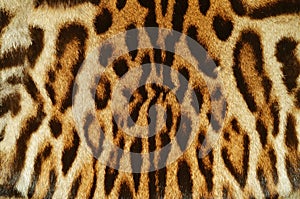 Ocelot fur details