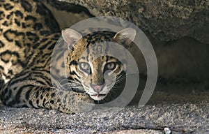 Ocelot gazing at camera