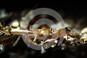 ocelot gecko, paroedura picta