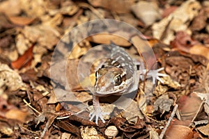 Ocelot gecko, Paroedura picta, Kirindy Forest, Madagascar