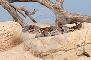 Ocelot Gecko Paroedura pictus