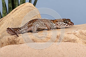 Ocelot Gecko, Paroedura pictus