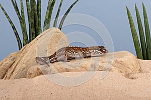 Ocelot Gecko, Paroedura pictus