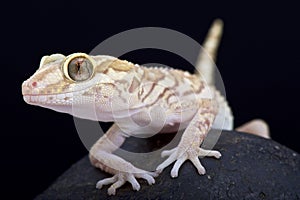 Ocelot gecko (Paroedura pictus) photo