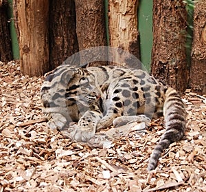 Ocelot - kitten