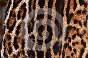 Ocelot,leopard and jaguar fur