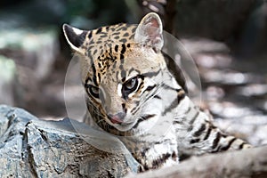 Ocelot