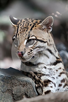 Ocelot