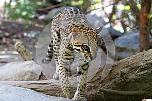 Ocelot,