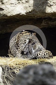 Ocelot, Leopardus pardalis