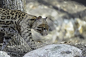 Ocelot, Leopardus pardalis