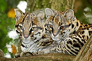 OCELOT leopardus pardalis