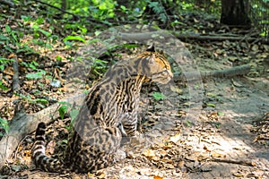 Ocelot Leopardus pardalis