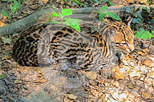 Ocelot Leopardus pardalis