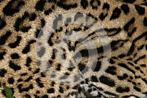 Ocelot, Leopardus pardalis