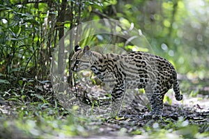 Ocelot, Leopardus pardalis