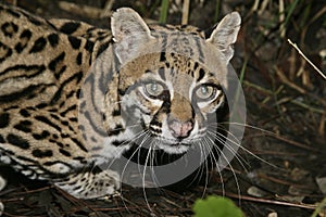 Ocelot, Leopardus pardalis