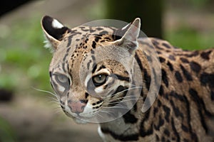 Ocelot Leopardus pardalis